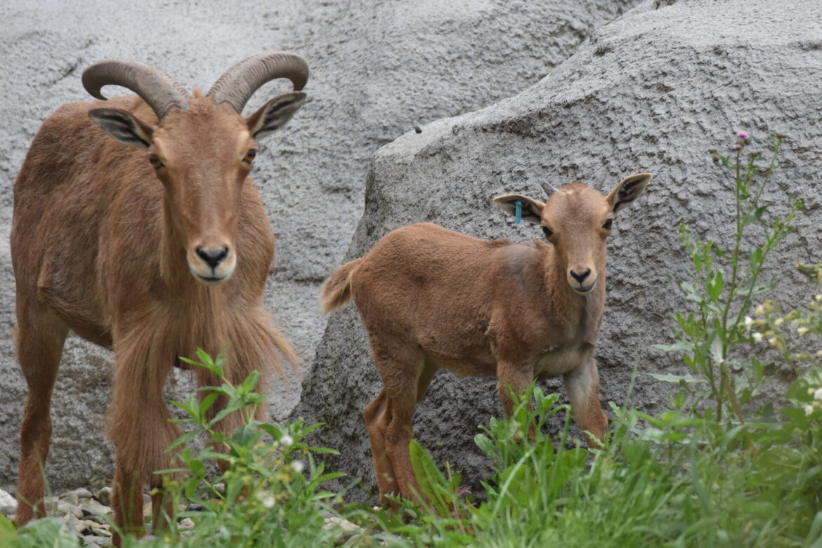 Nowe zwierzęta w zamojskim ZOO
