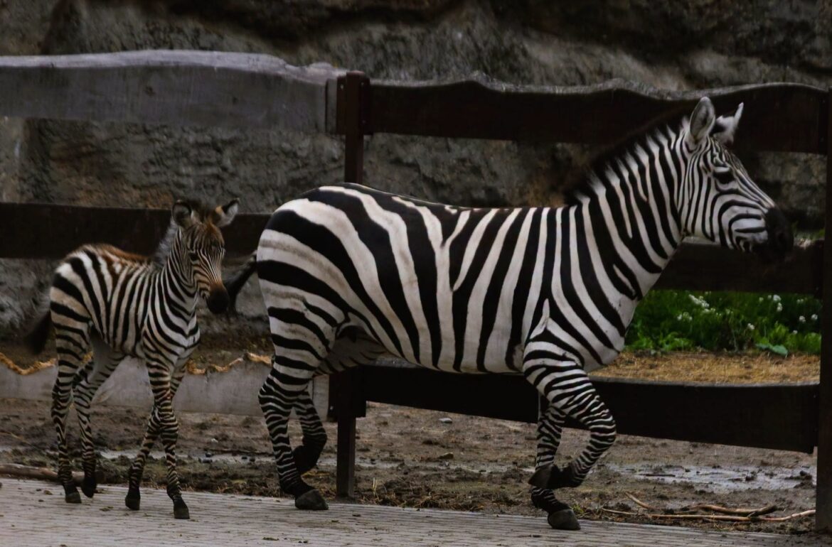 Nowi mieszkańcy zamojskiego ZOO